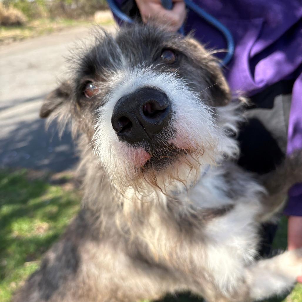 Enlarge Benji, a Adoptable Mixed Breed in East Hanover, NJ image 2/6