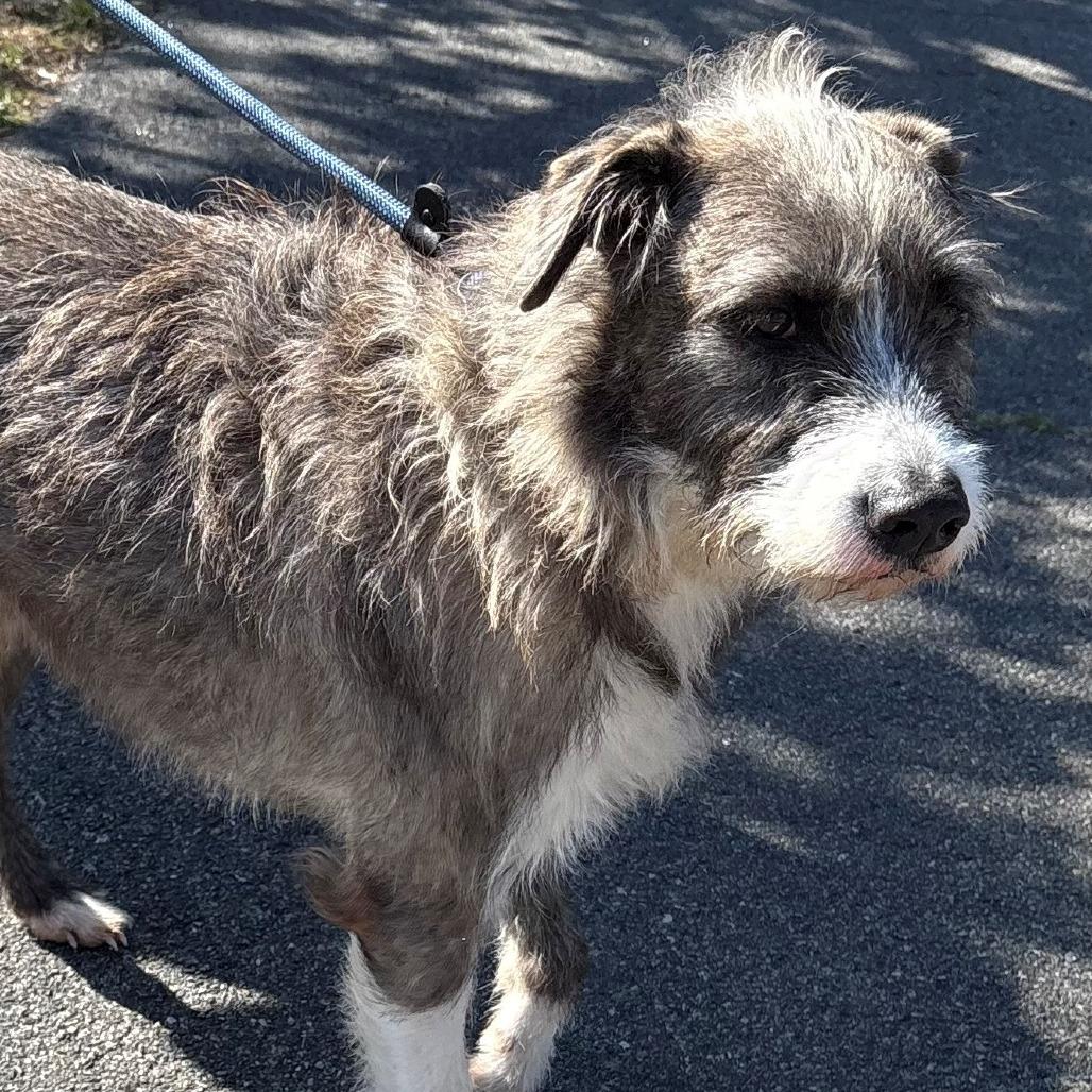 Enlarge Benji, a Adoptable Mixed Breed in East Hanover, NJ image 3/6