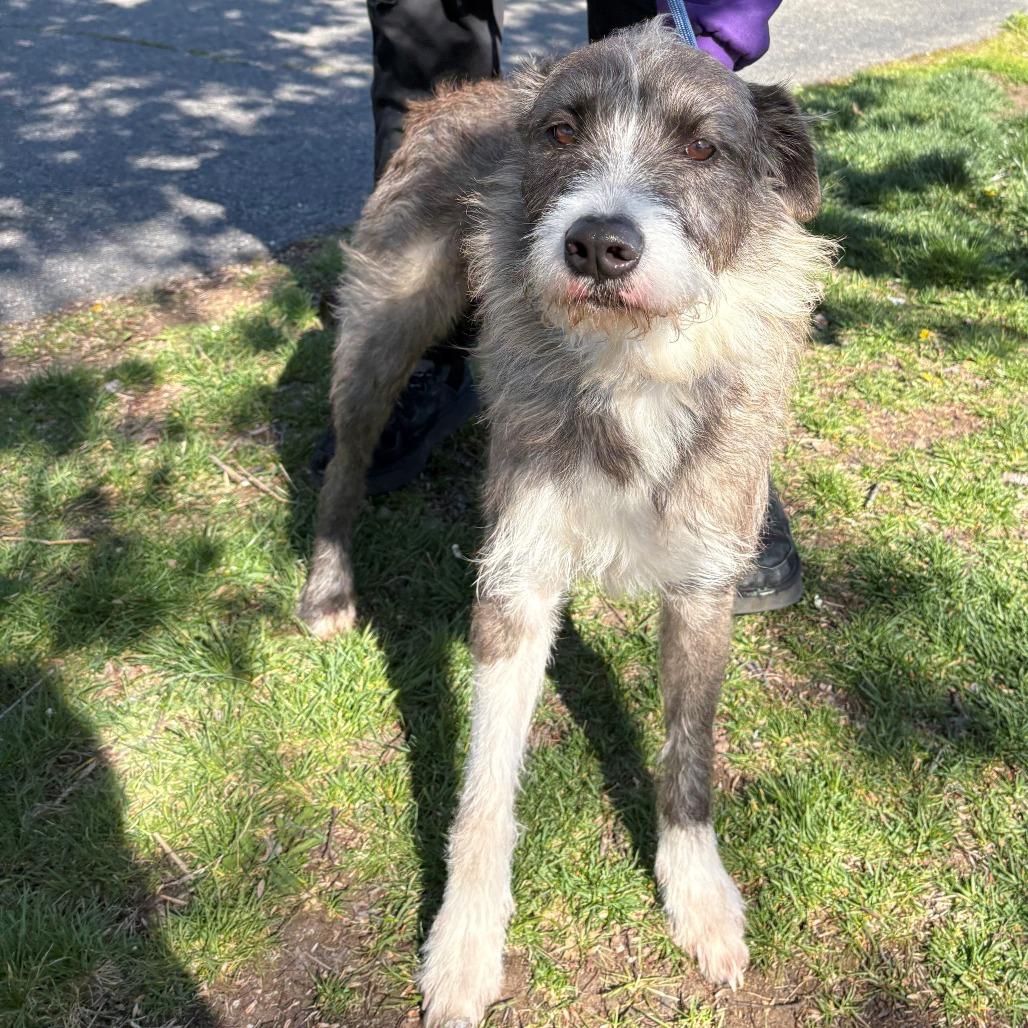Enlarge Benji, a Adoptable Mixed Breed in East Hanover, NJ image 4/6