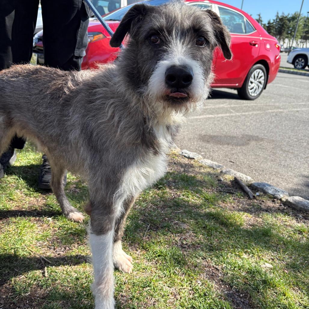 Enlarge Benji, a Adoptable Mixed Breed in East Hanover, NJ image 5/6