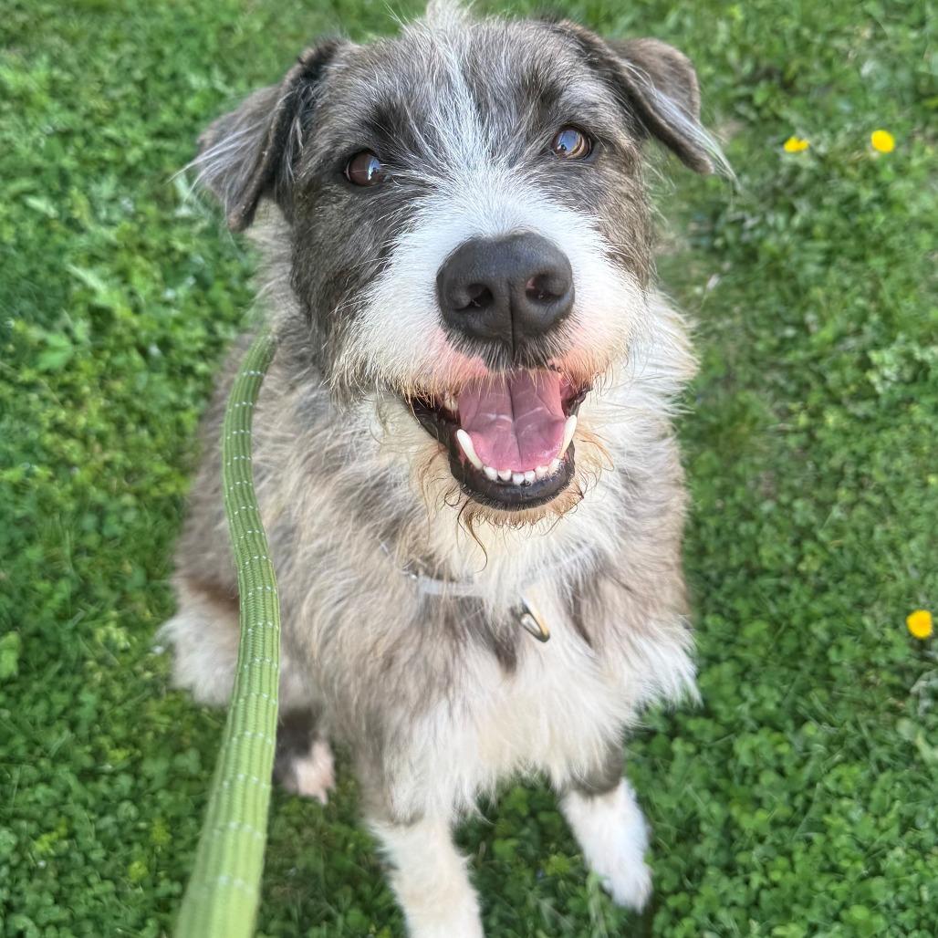 Enlarge Benji, a Adoptable Mixed Breed in East Hanover, NJ image 6/6