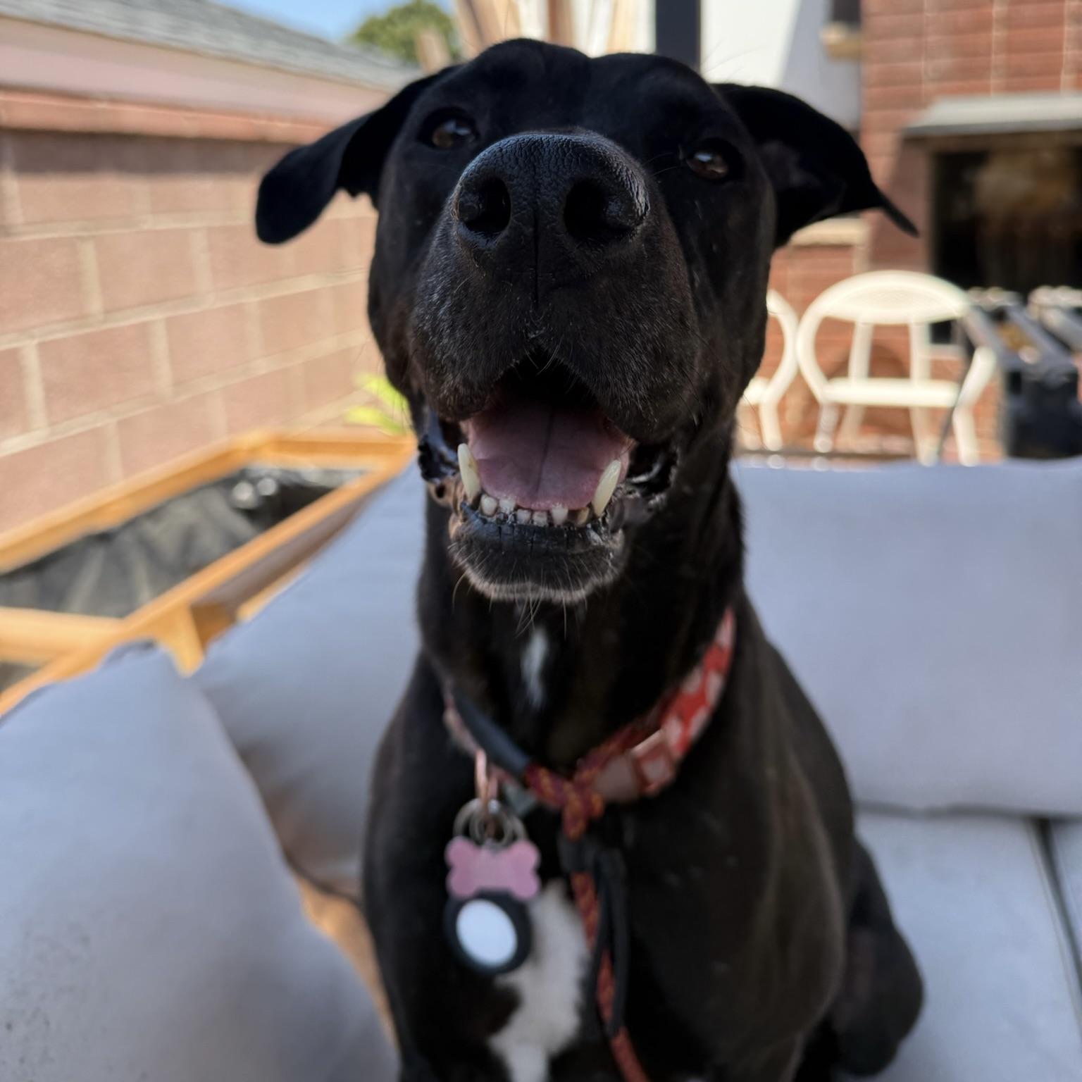 Enlarge Lucy, a Adoptable mixed breed in Huntington Beach, CA image 5/6