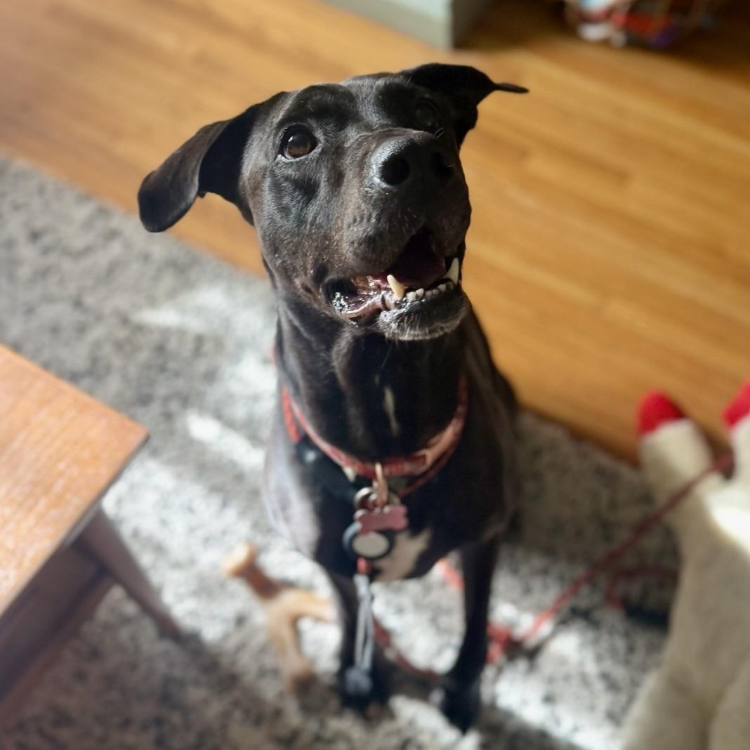 Enlarge Lucy, a Adoptable mixed breed in Huntington Beach, CA image 3/6