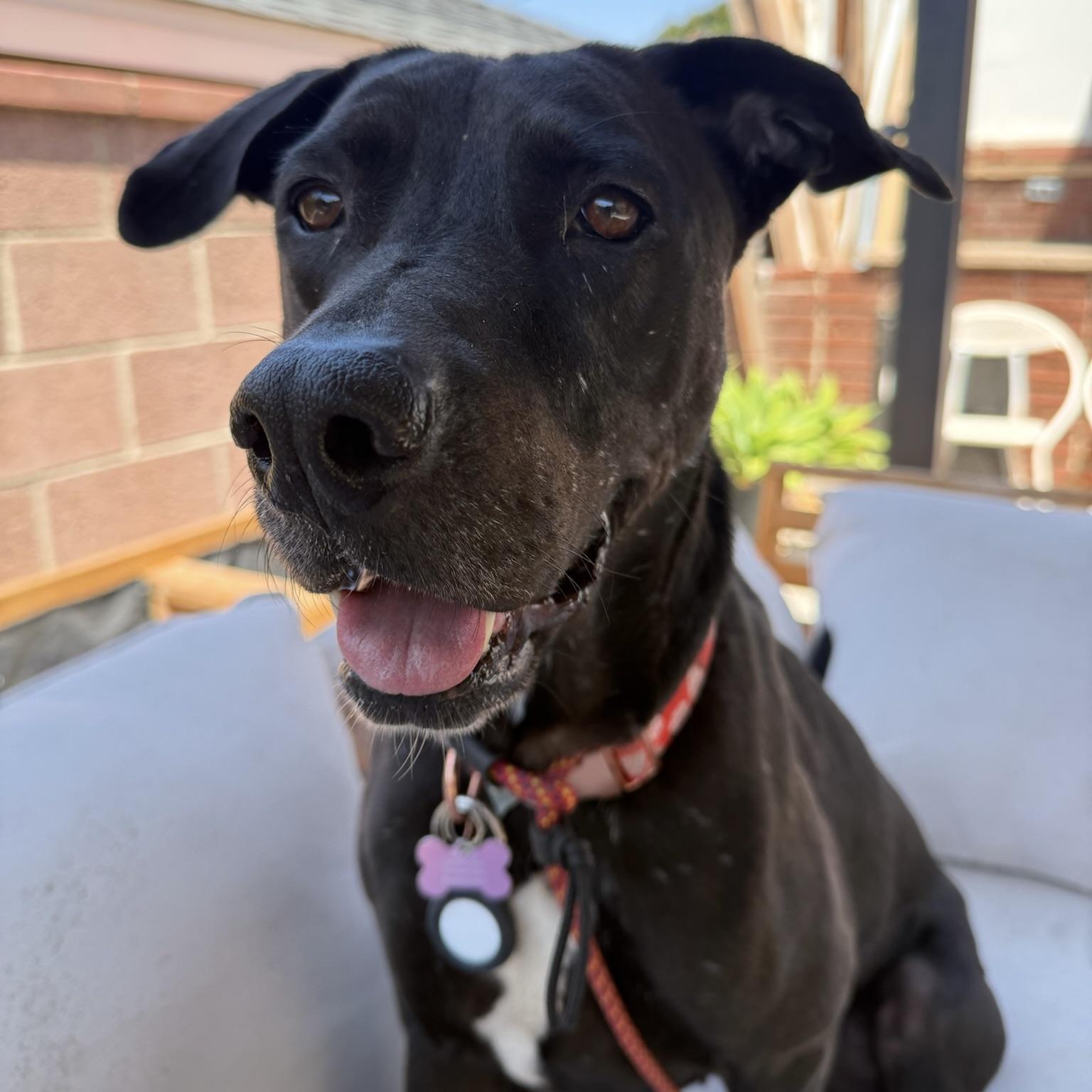 Enlarge Lucy, a Adoptable mixed breed in Huntington Beach, CA image 1/6