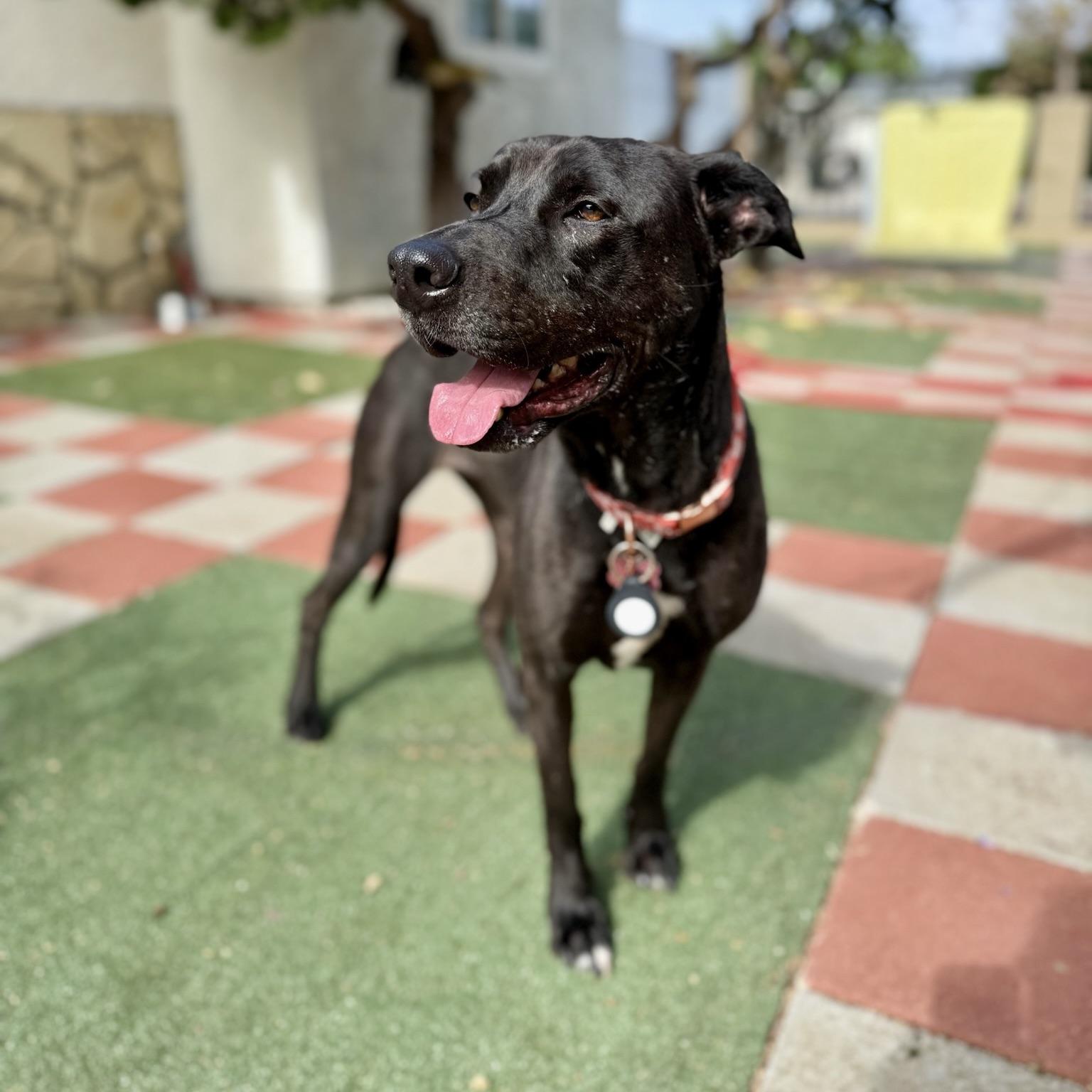 Enlarge Lucy, a Adoptable mixed breed in Huntington Beach, CA image 6/6