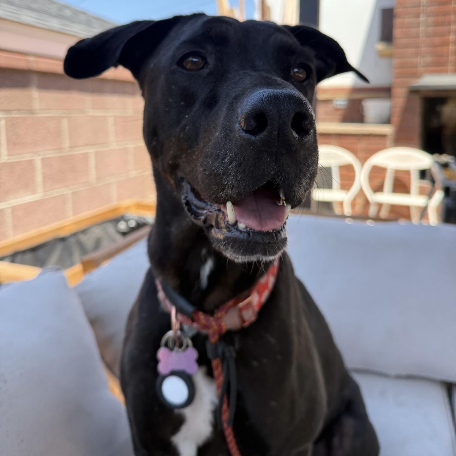 Enlarge Lucy, a Adoptable mixed breed in Huntington Beach, CA image 4/6