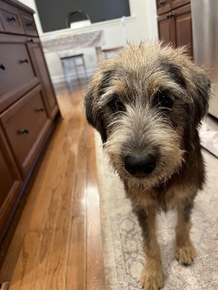 Teddy