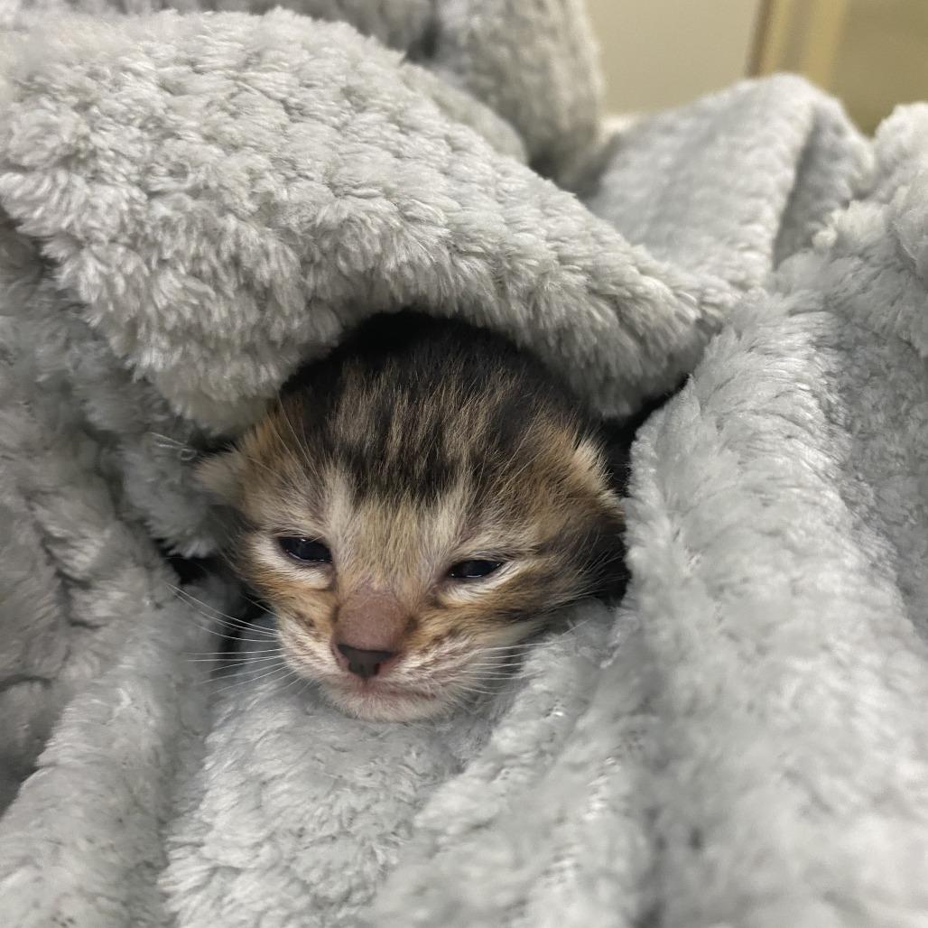 Epis, Adoptable, Kitten Female Domestic Short Hair.