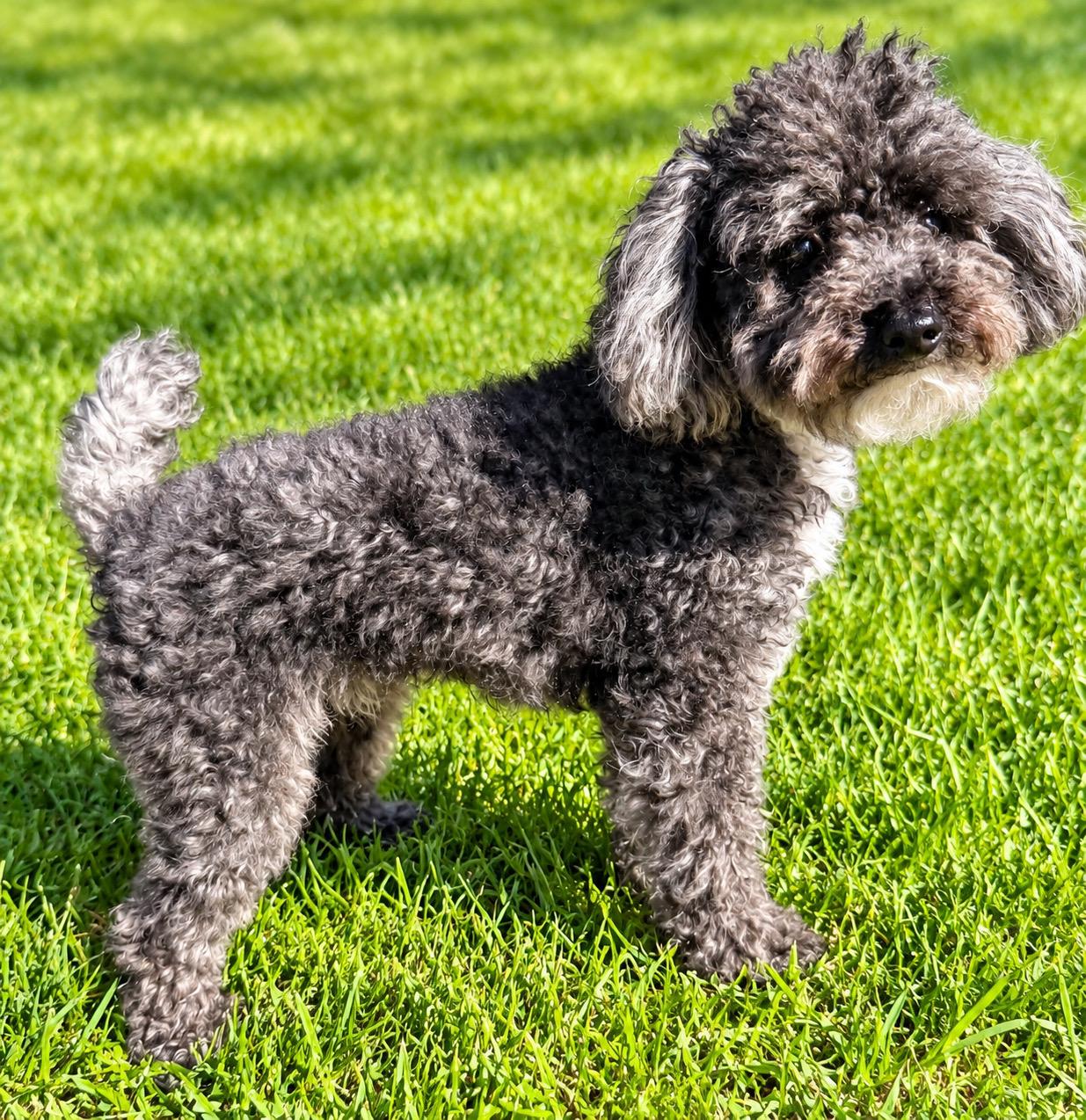 Rylo, Adoptable, Adult Male Poodle (Toy).
