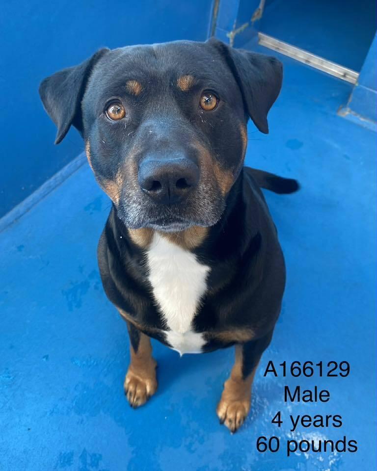 Chester, Adoptable, Adult Male Rottweiler & Mixed Breed.