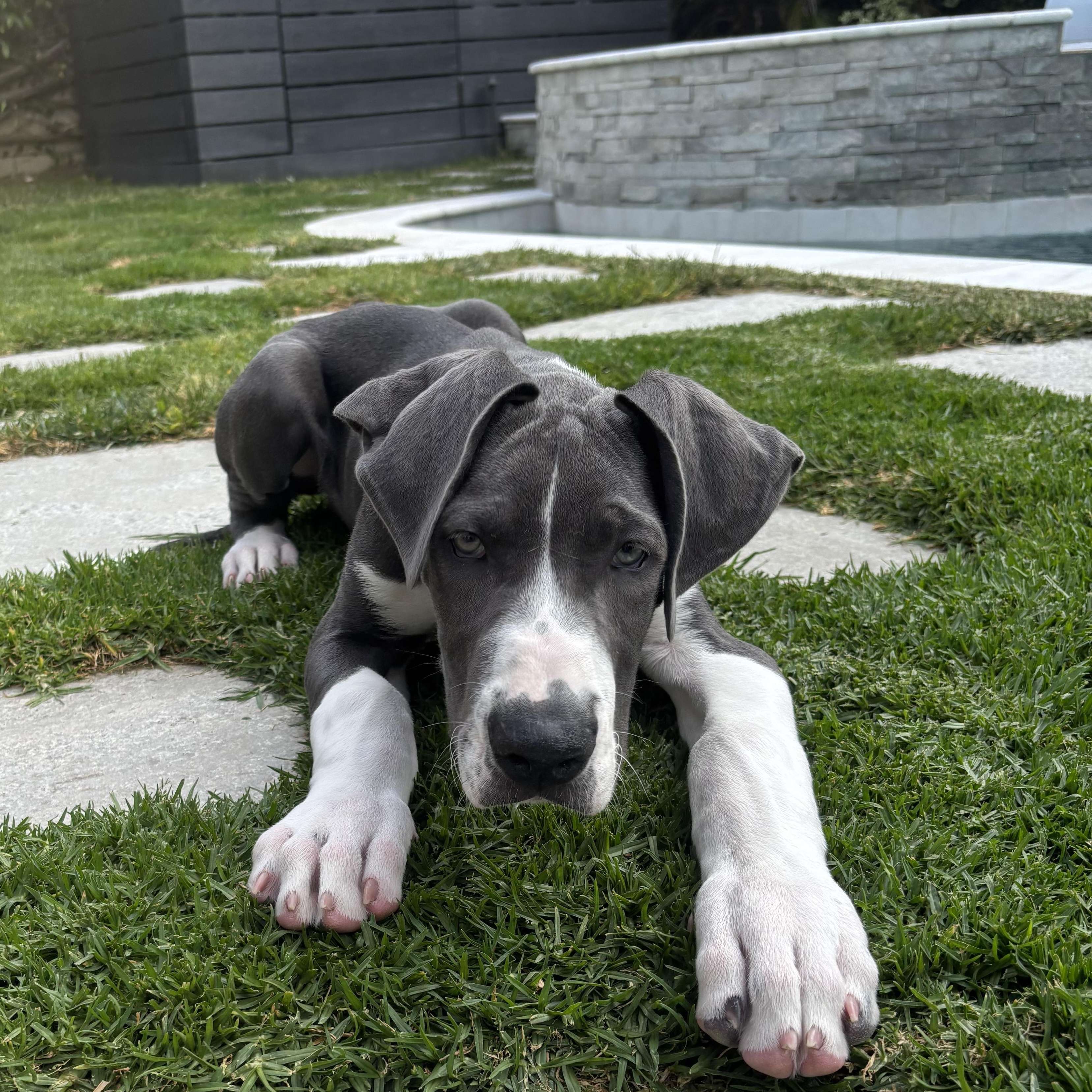 Enlarge Raven, an adopted Great Dane in Torrance, CA image 2/5