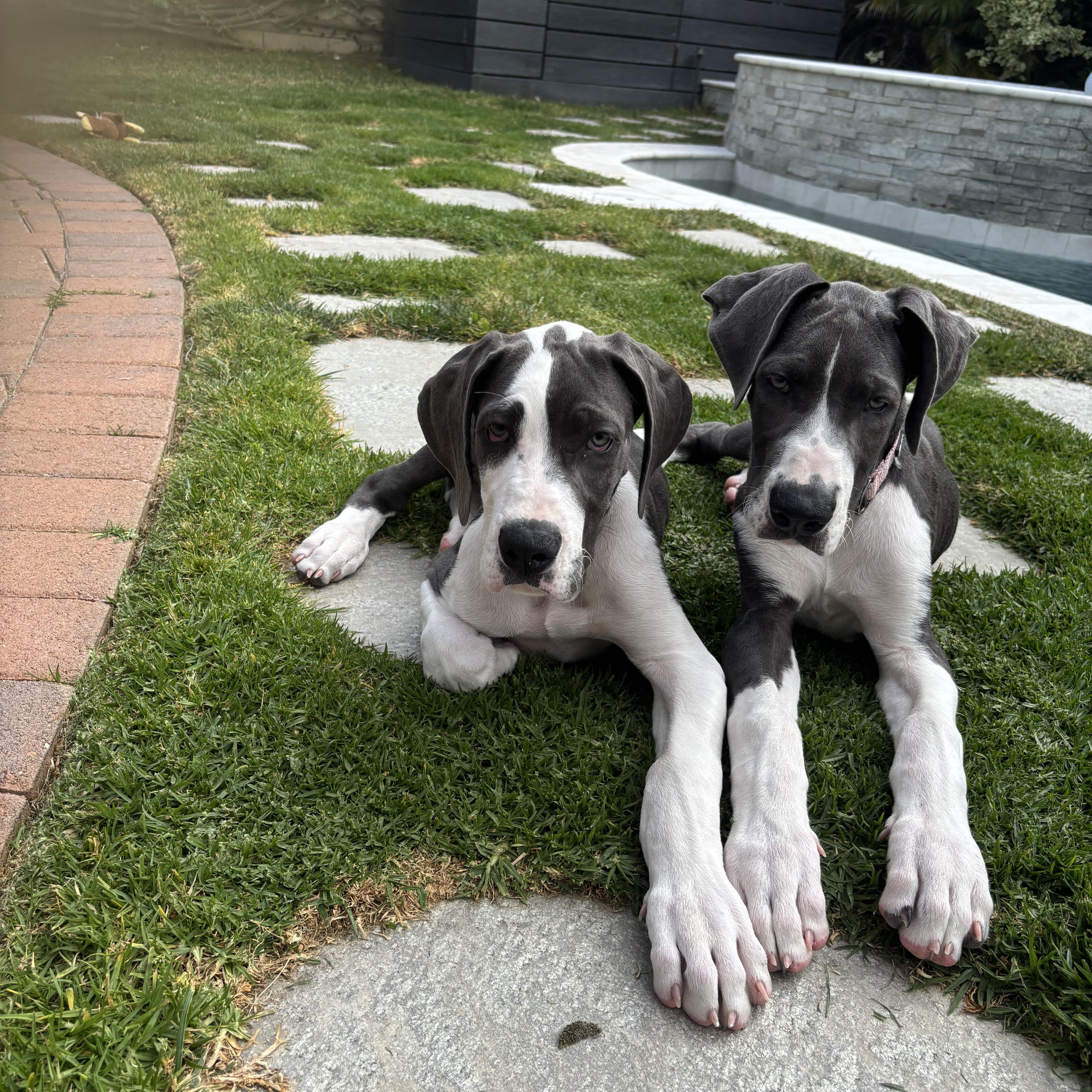 Enlarge Raven, an adopted Great Dane in Torrance, CA image 1/5