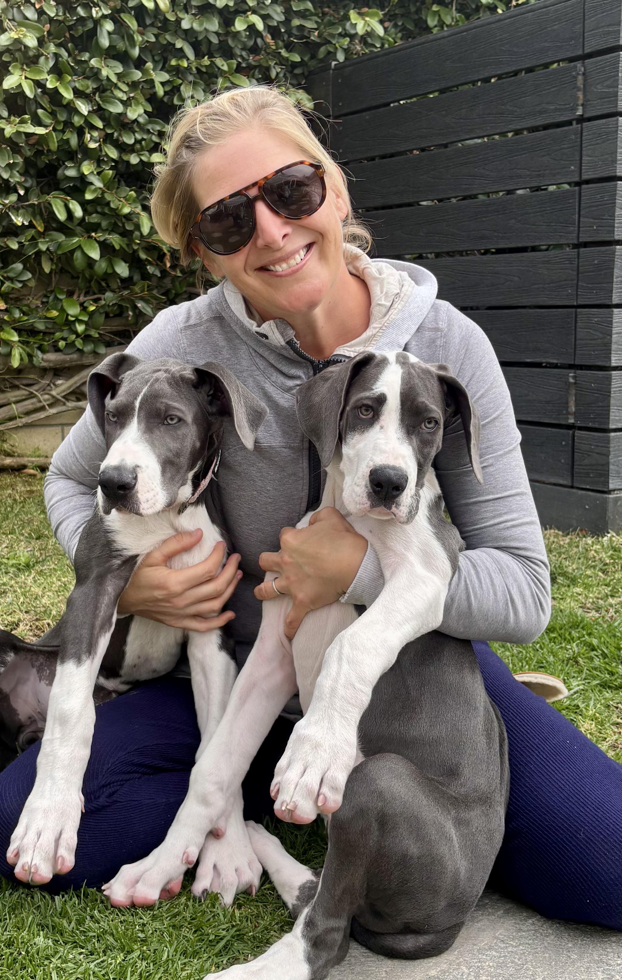 Enlarge Raven, an adopted Great Dane in Torrance, CA image 3/5