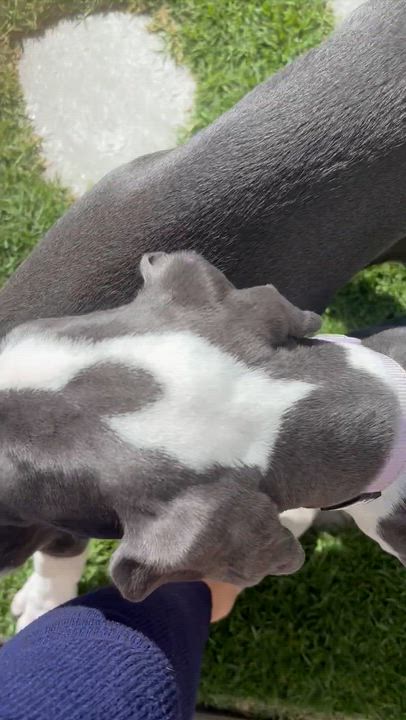 Enlarge Raven, an adopted Great Dane in Torrance, CA video 4/5