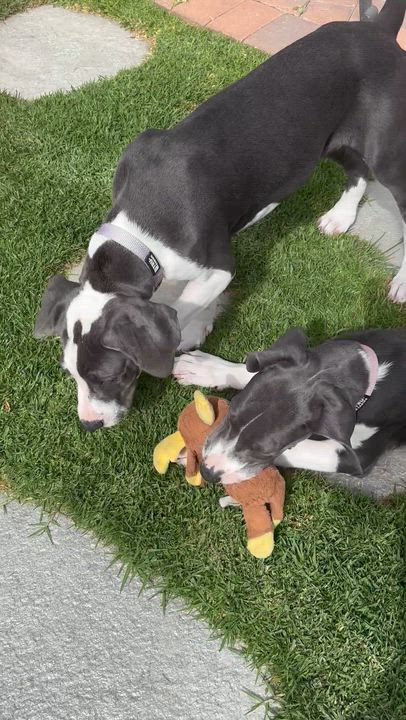 Enlarge Raven, an adopted Great Dane in Torrance, CA video 5/5