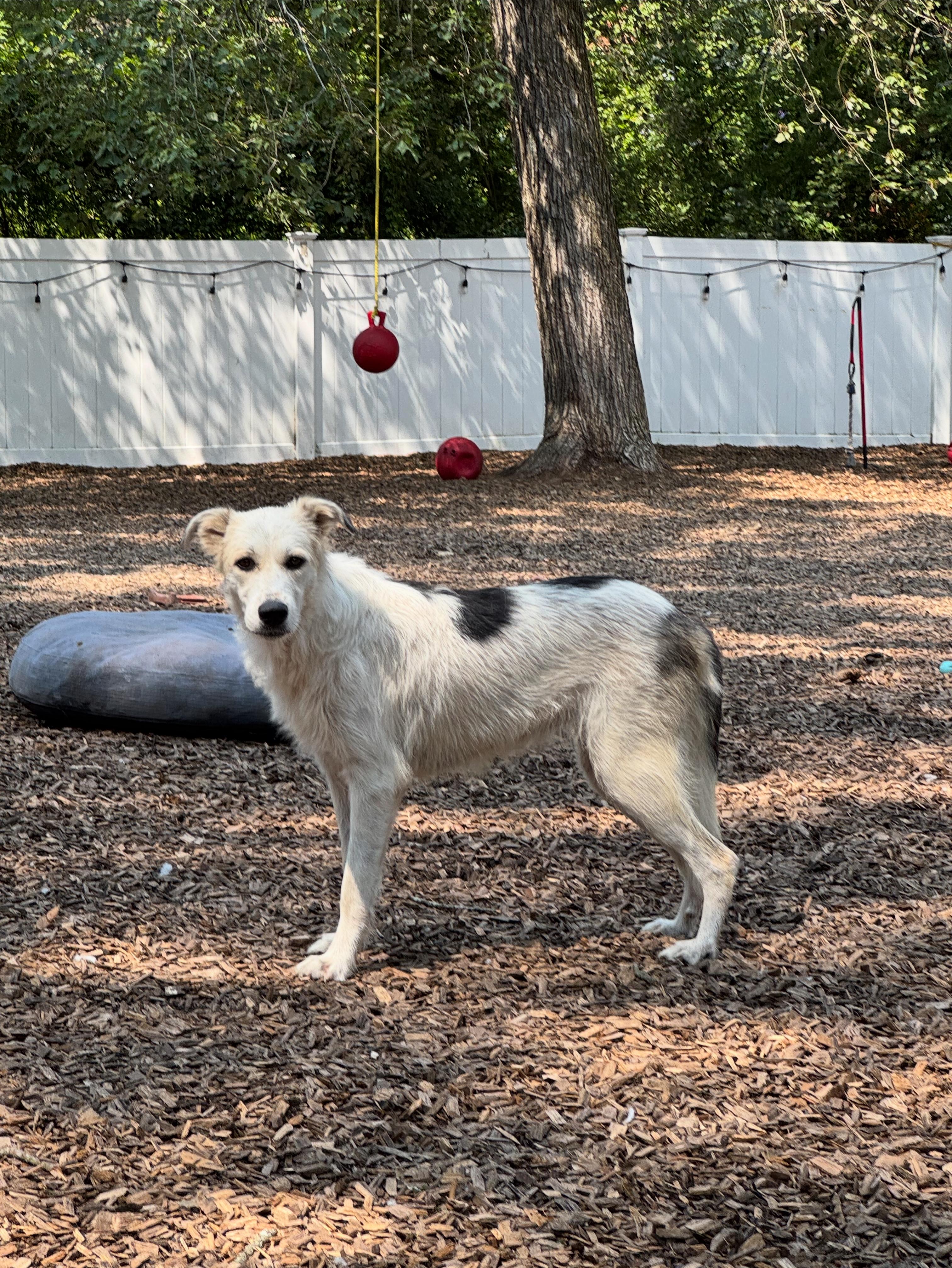 Siobhan, Adoptable, Adult Female Great Pyrenees & Australian Shepherd.