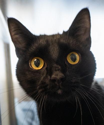 Navy Jones, adopted, Adult Male Domestic Short Hair.
