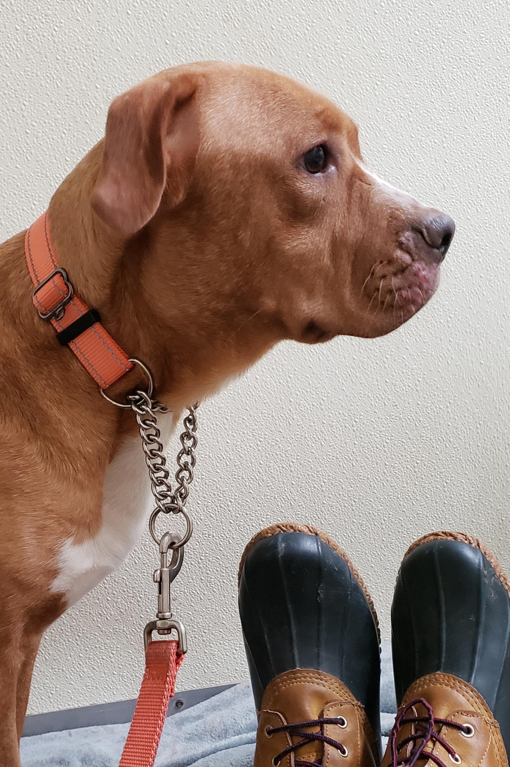 Enlarge Isabelle, a ADOPTABLE mixed breed in Middlebury, IN image 1/1