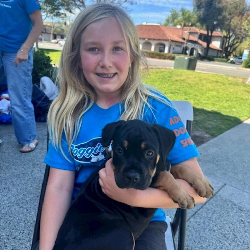 Mocha, Adopted, Puppy Female Rottweiler.