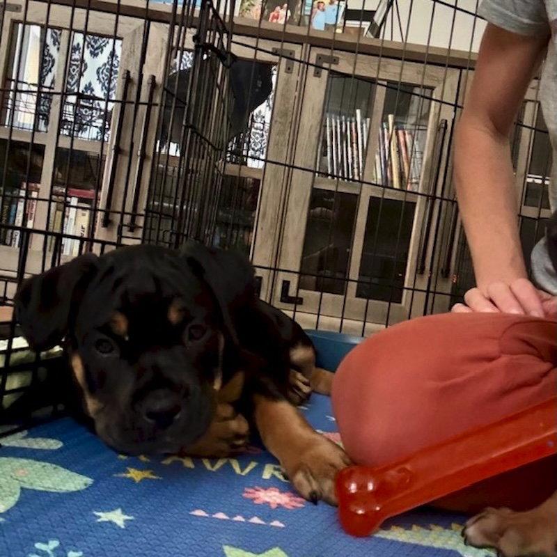 Mocha, a Adopted Rottweiler in San Juan Capistrano, CA image 2/3