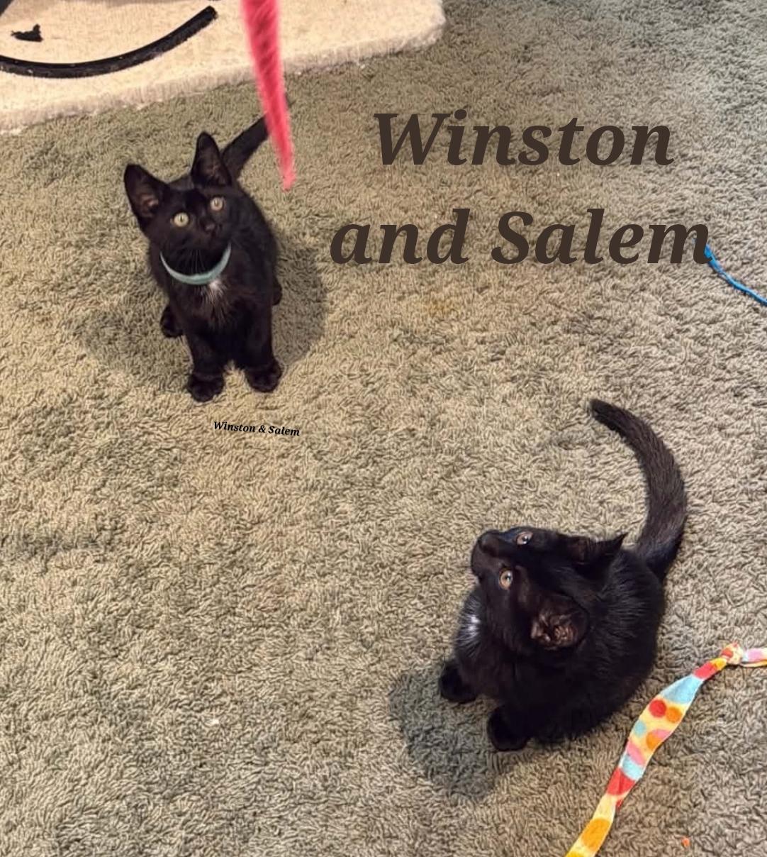 Enlarge Winston & Salem, a ADOPTABLE Domestic Short Hair in Lansdowne, PA image 1/1