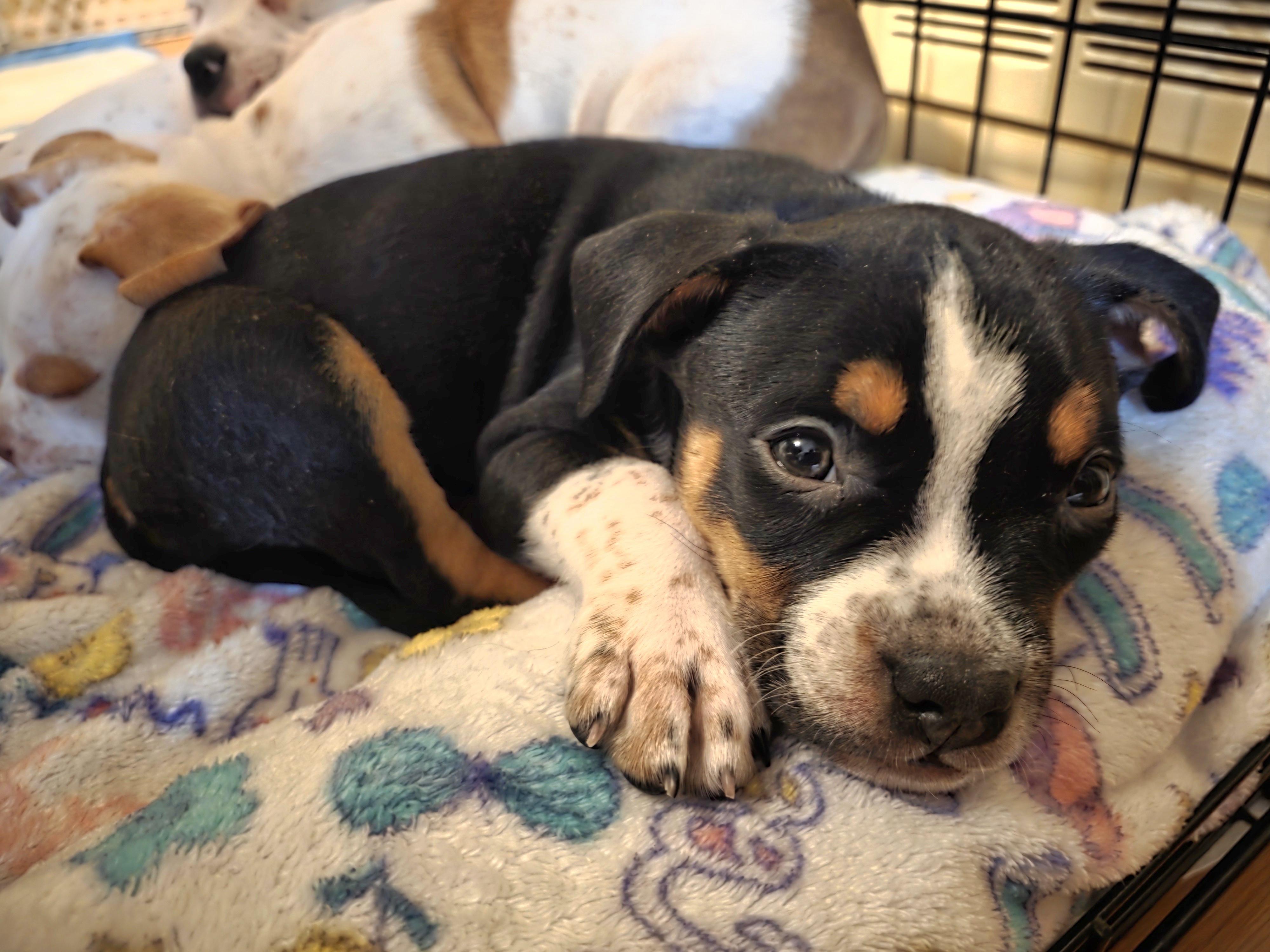 Bosun (Boggle), Adopted, Young Male Pit Bull Terrier & Rat Terrier.