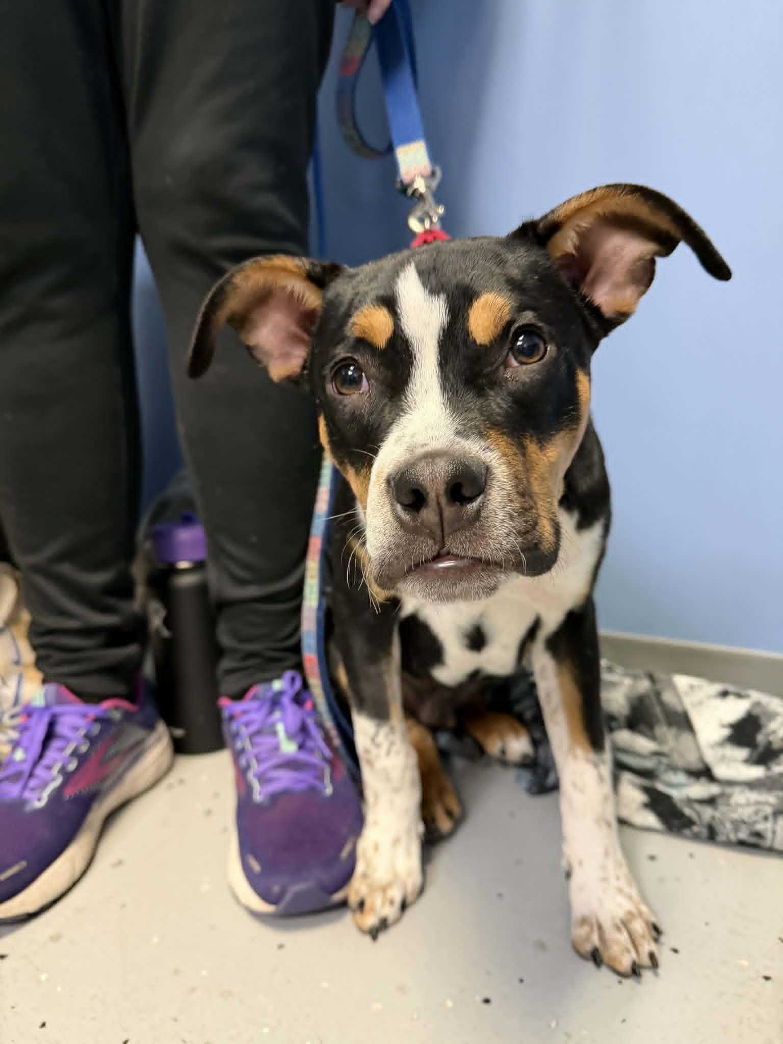 Enlarge Bosun (Boggle), a Adopted mixed breed in St. Clair Shores, MI image 3/5