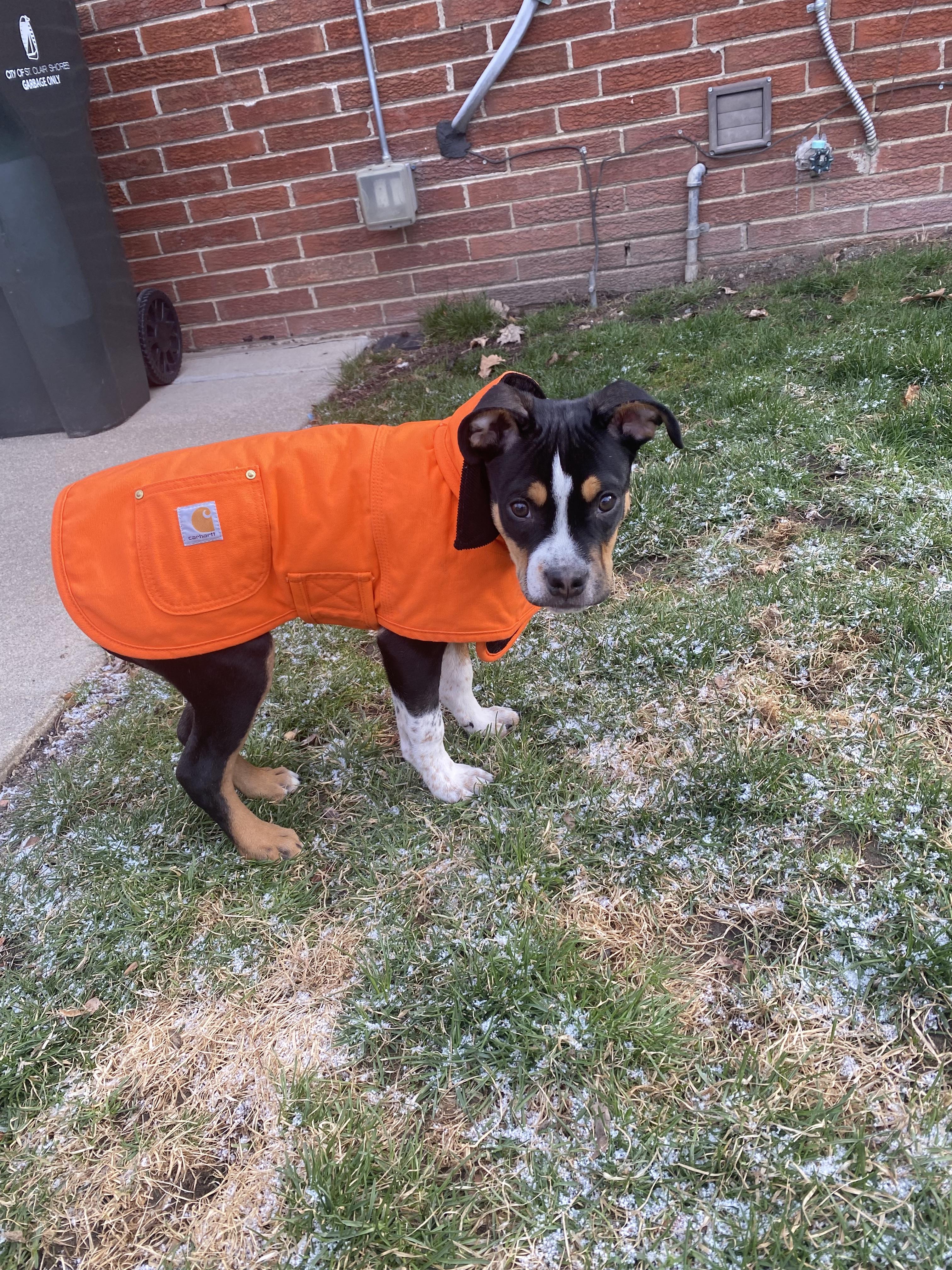Enlarge Bosun (Boggle), a Adopted mixed breed in St. Clair Shores, MI image 4/5