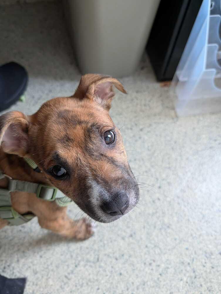 Bruce, Adoptable, Puppy Male Pit Bull Terrier.