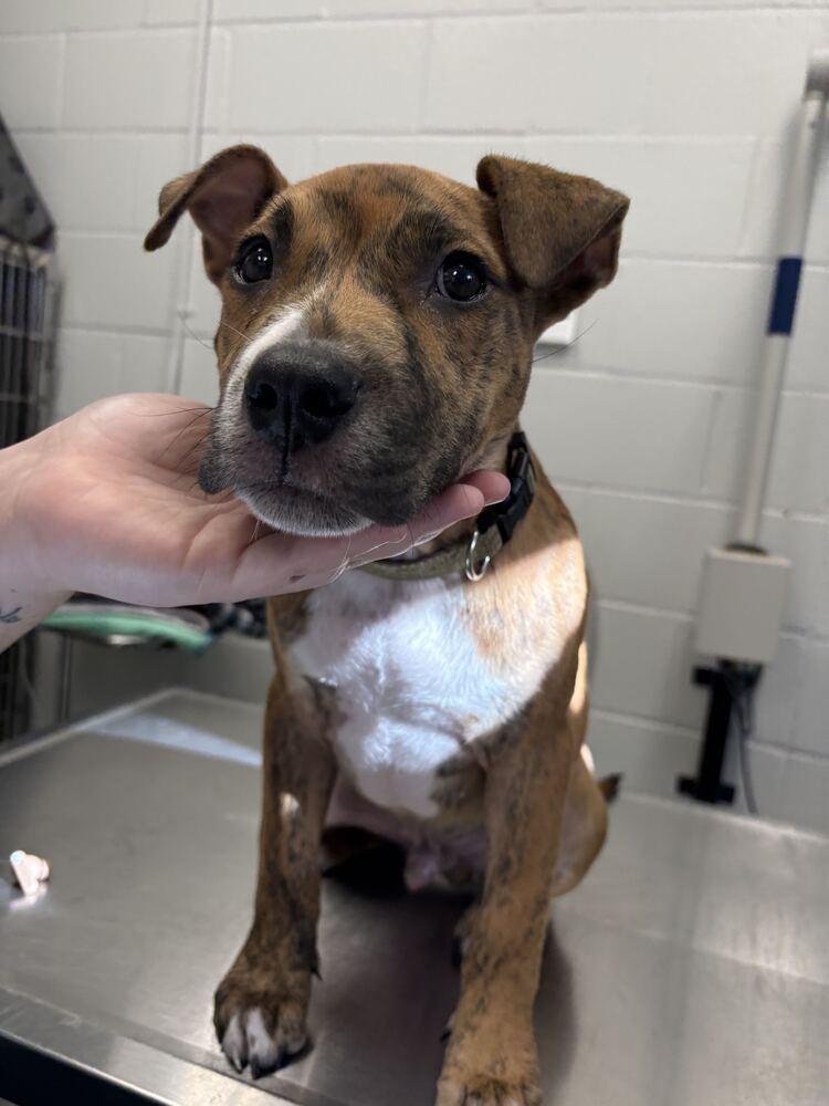 Enlarge Bruce, a Adoptable mixed breed in Bowling Green, OH image 2/2