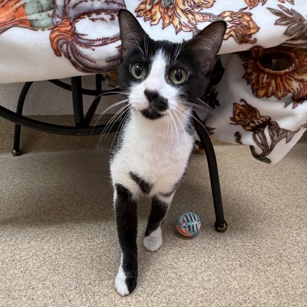 Enlarge Liza, a Adoptable Domestic Short Hair in Naperville, IL image 1/6