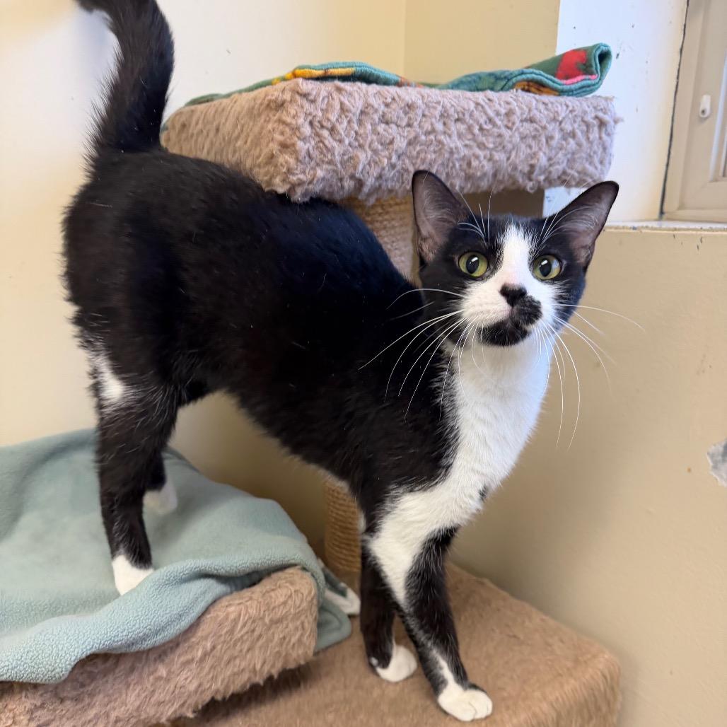 Enlarge Liza, a Adoptable Domestic Short Hair in Naperville, IL image 2/6