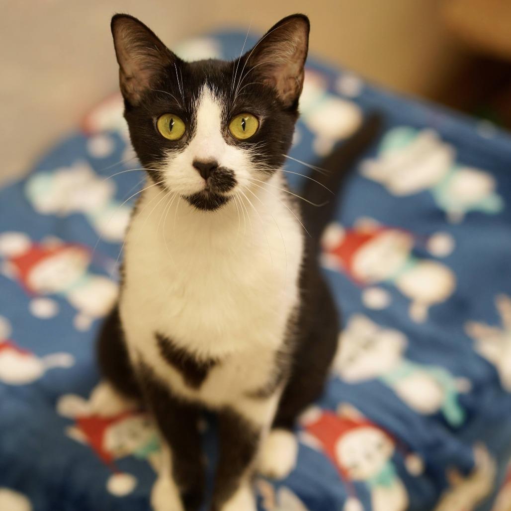 Enlarge Liza, a Adoptable Domestic Short Hair in Naperville, IL image 3/6