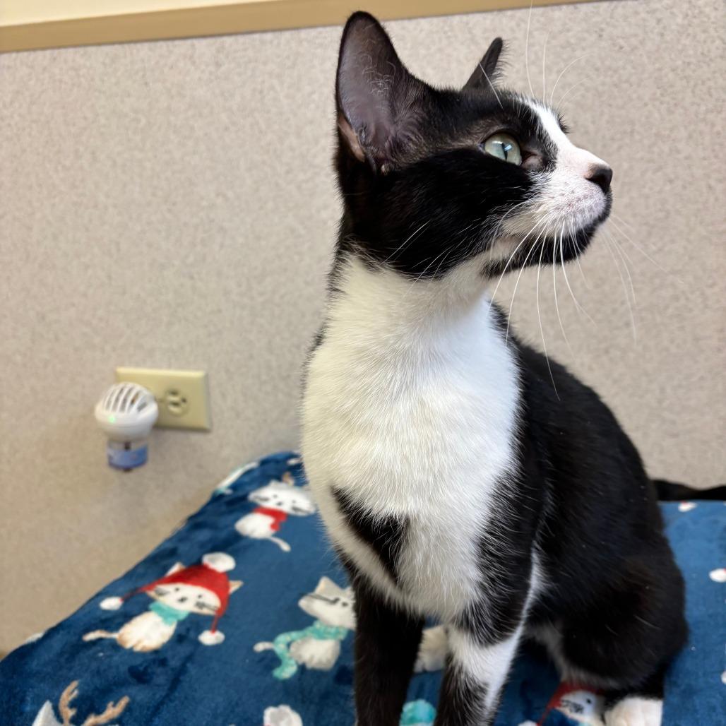 Enlarge Liza, a Adoptable Domestic Short Hair in Naperville, IL image 4/6