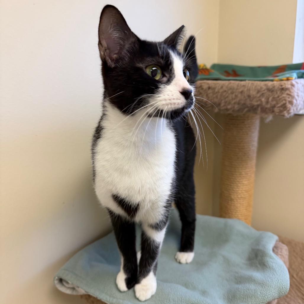 Enlarge Liza, a Adoptable Domestic Short Hair in Naperville, IL image 5/6