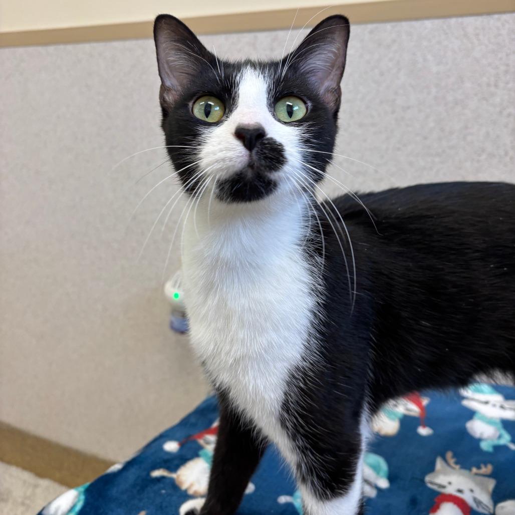 Enlarge Liza, a Adoptable Domestic Short Hair in Naperville, IL image 6/6