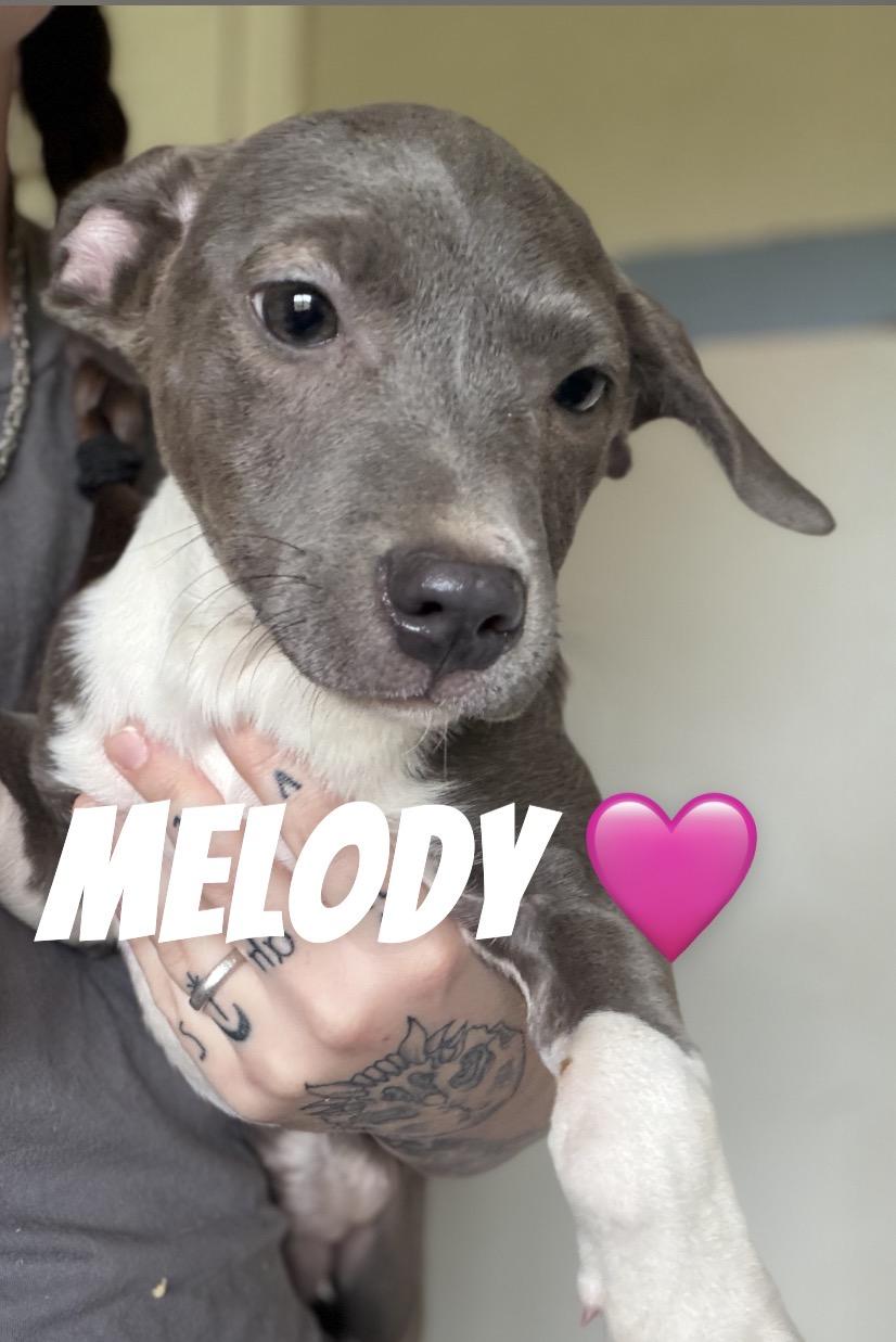 Melody, Adoptable, Young Female Pit Bull Terrier & Dachshund.