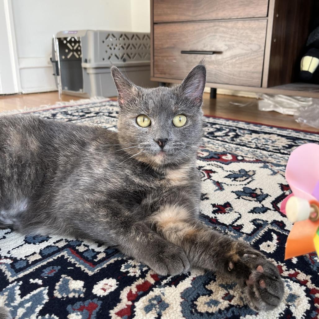 Enlarge Multigrain, a ADOPTABLE Domestic Short Hair in Evanston, IL image 1/1