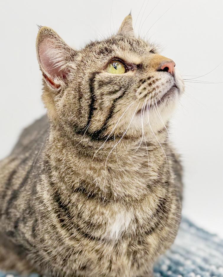 Valentine cannot be any sweeter or cuddlier! THERAPY CAT purrfection ...