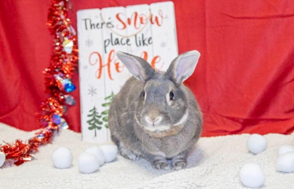 Enlarge Binkle, a Adoptable Bunny Rabbit in Longwood, FL image 1/6