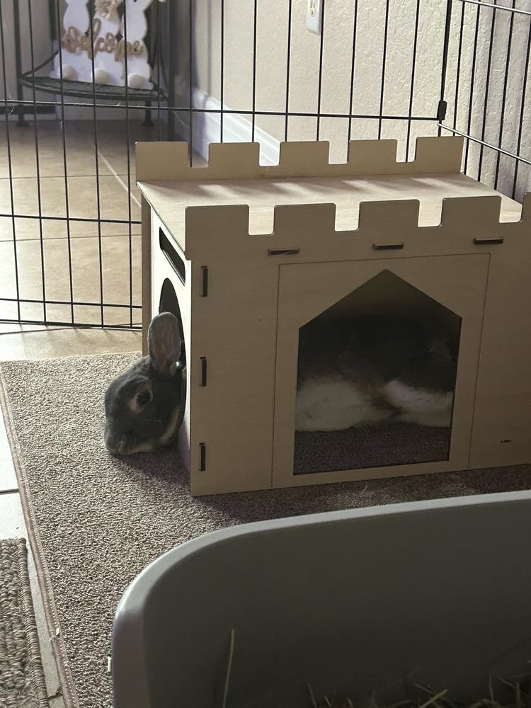 Binkle, Adoptable, Adult Male Bunny Rabbit.