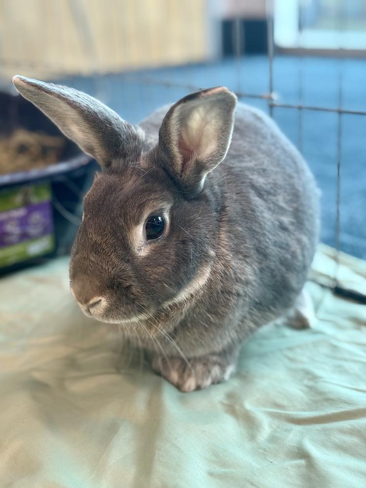 Enlarge Binkle, a Adoptable Bunny Rabbit in Longwood, FL image 3/6