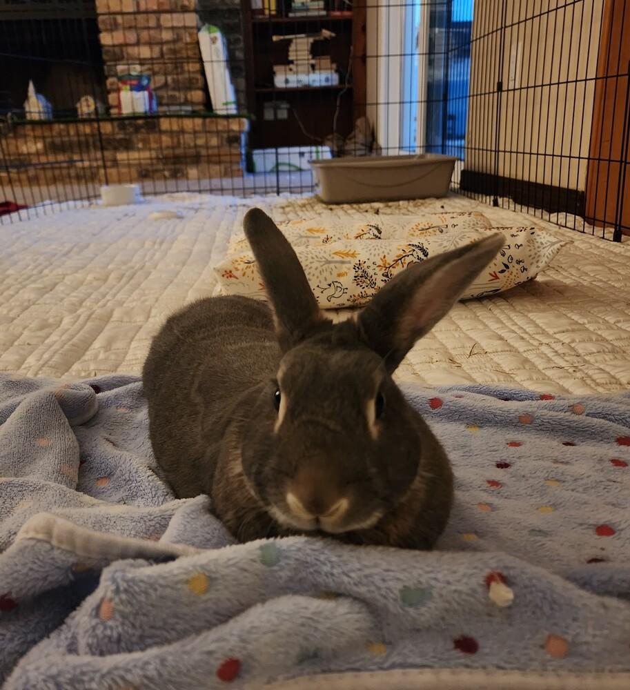 Enlarge Binkle, a Adoptable Bunny Rabbit in Longwood, FL image 4/6