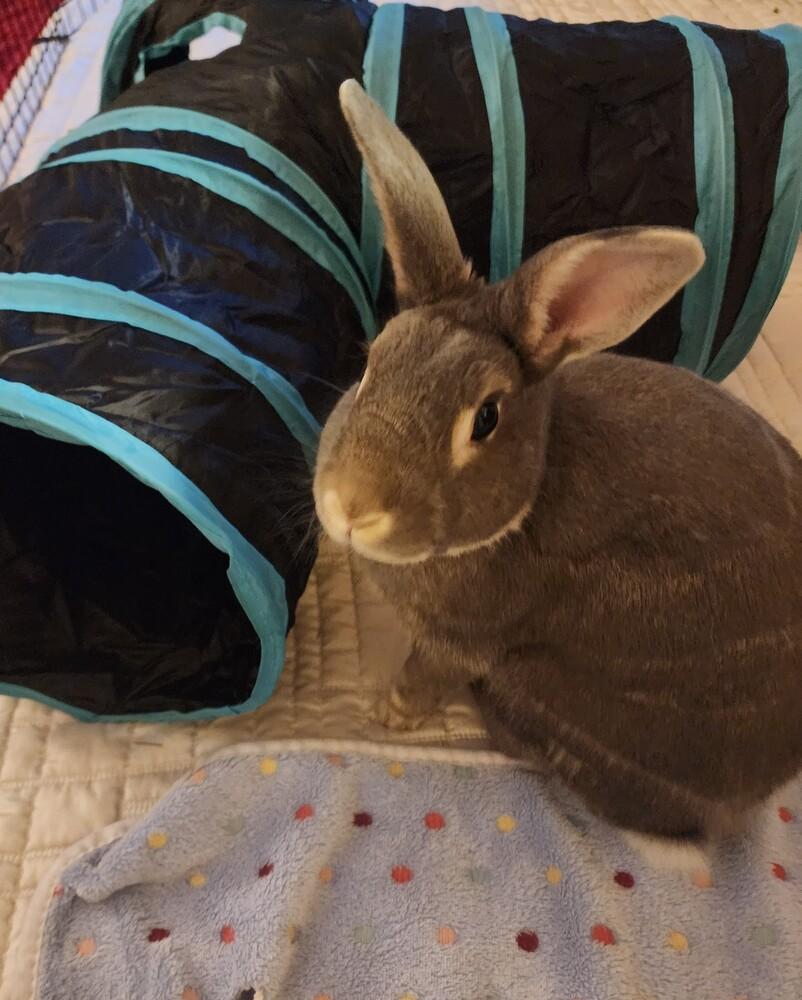 Enlarge Binkle, a Adoptable Bunny Rabbit in Longwood, FL image 5/6