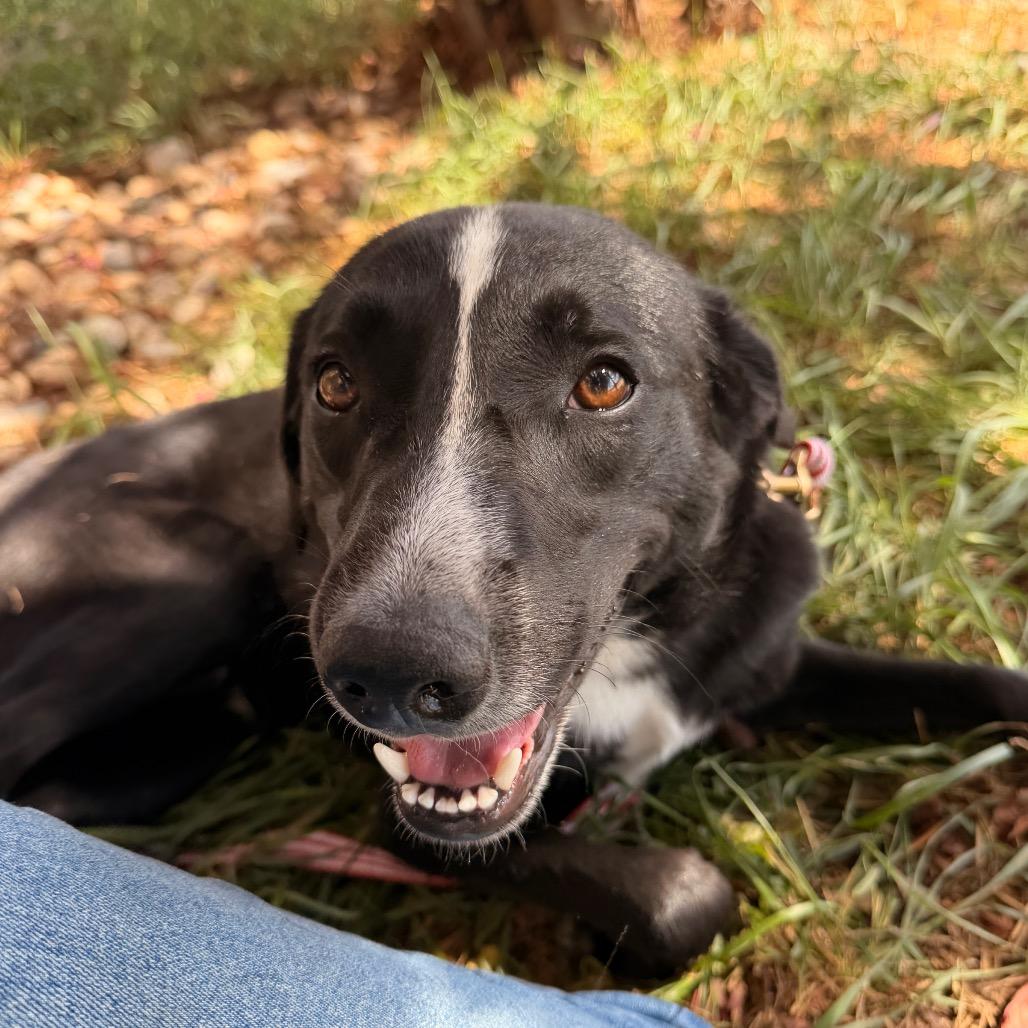 Dutton, Adoptable, Young Male Border Collie.