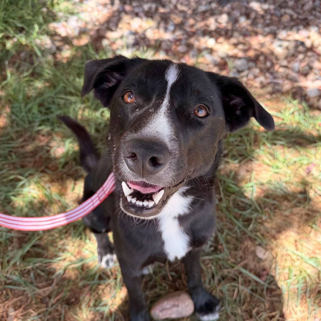Enlarge Dutton, a Adoptable Border Collie in Pagosa Springs, CO image 2/5