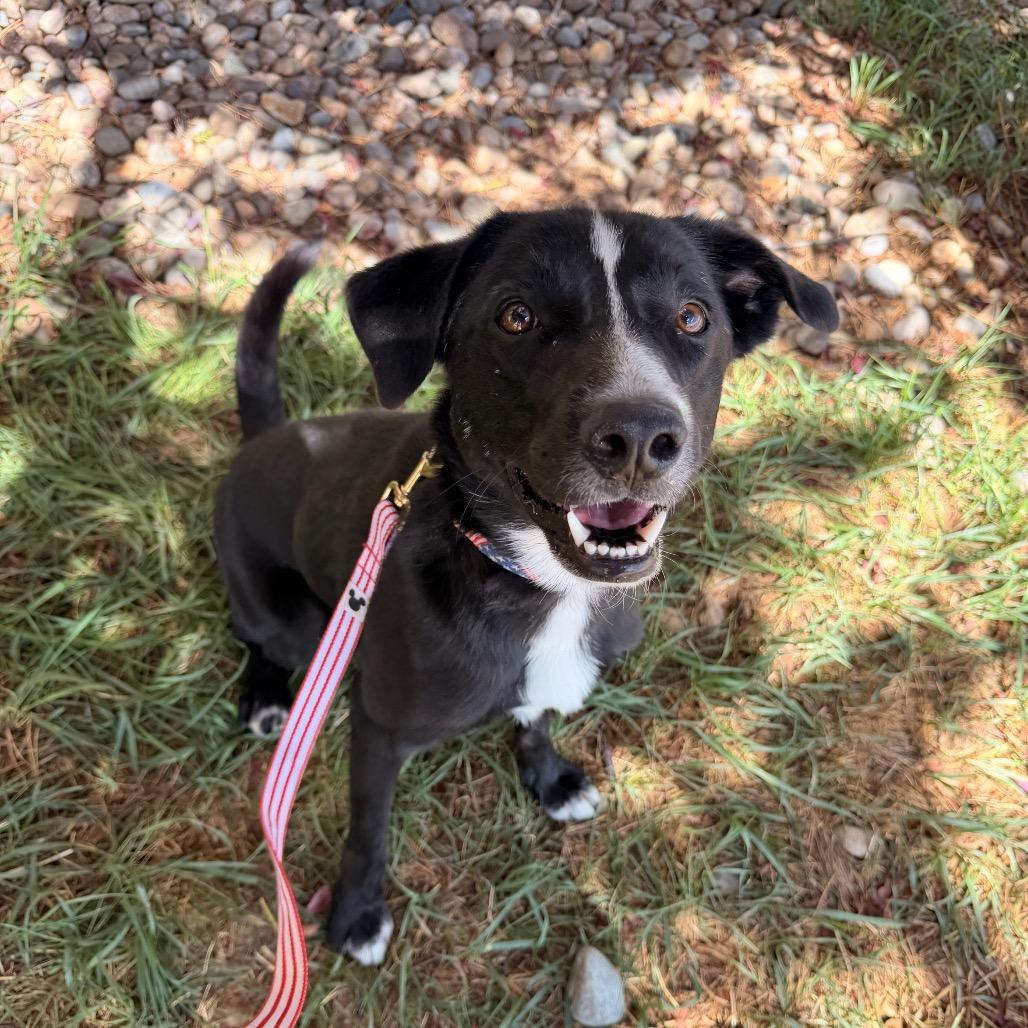 Enlarge Dutton, a Adoptable Border Collie in Pagosa Springs, CO image 4/5