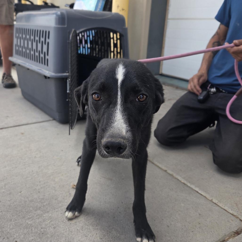 Enlarge Dutton, a Adoptable Border Collie in Pagosa Springs, CO image 5/5