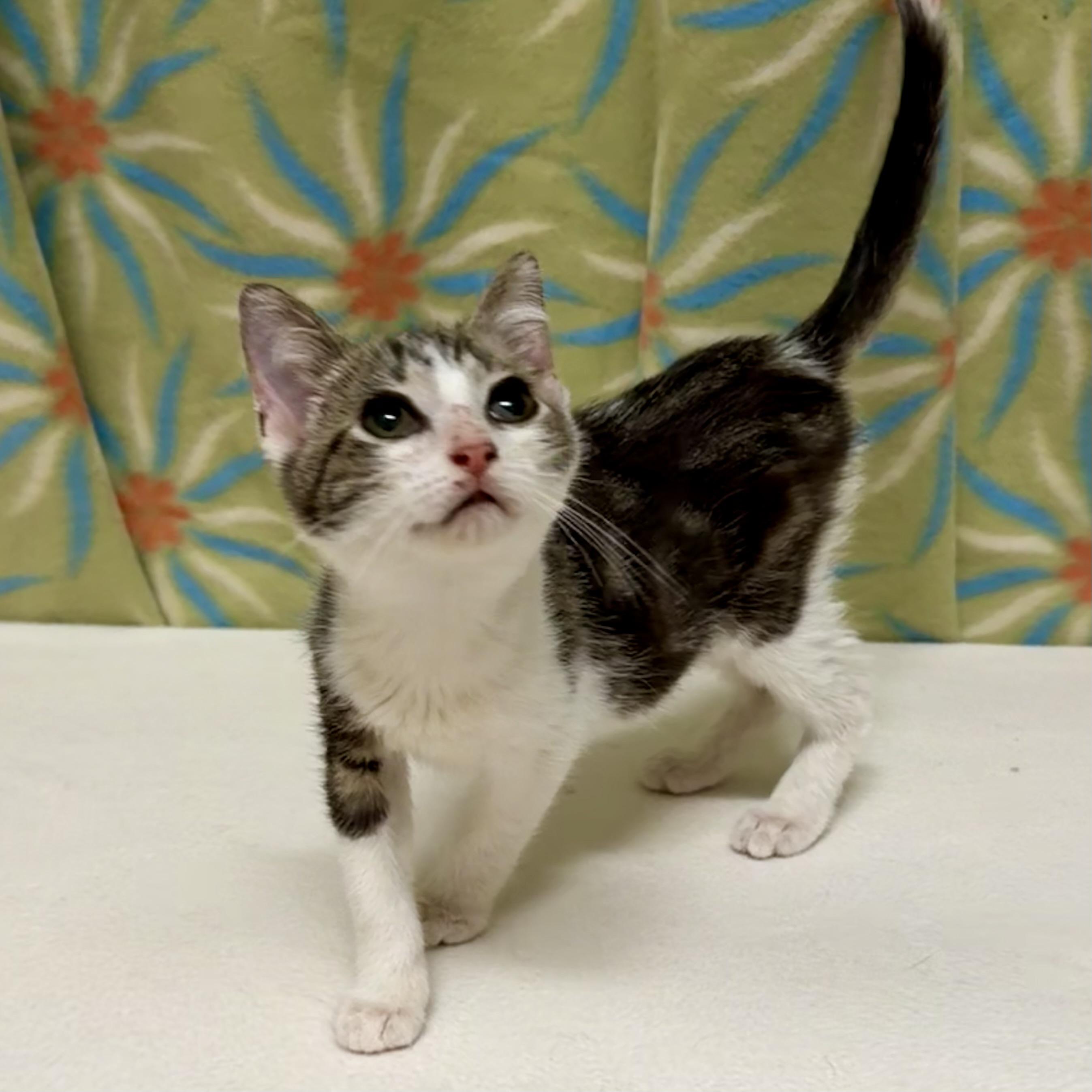 Greg, an adoptable mixed breed in Libertyville, IL image 3/3