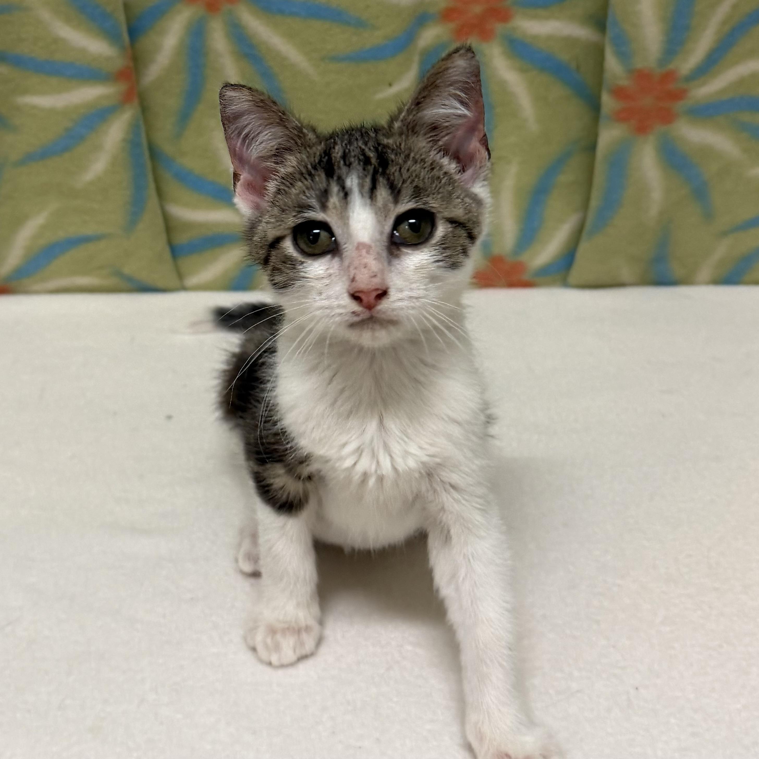Greg, adoptable, Kitten Male Domestic Short Hair.